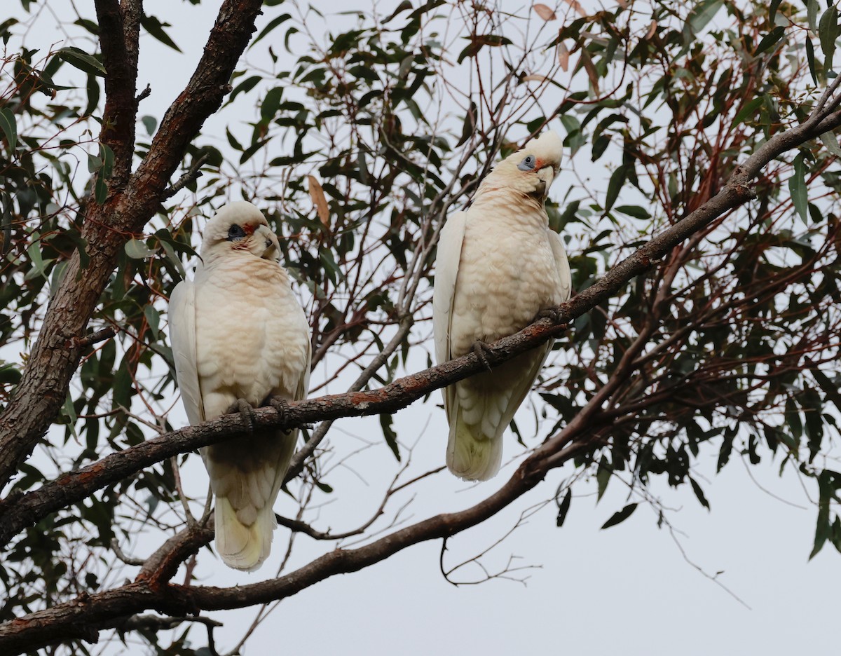 Cacatúa Cavadora - ML608768527