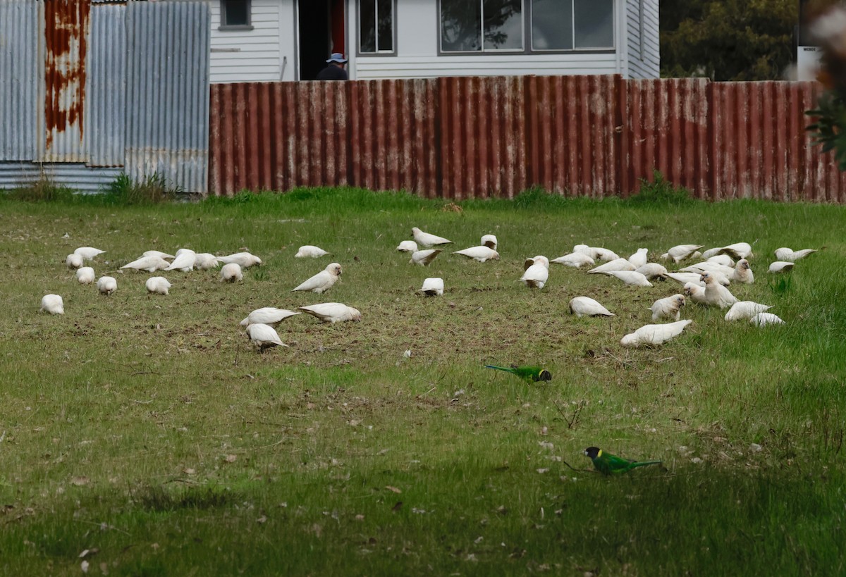 Western Corella - ML608768528