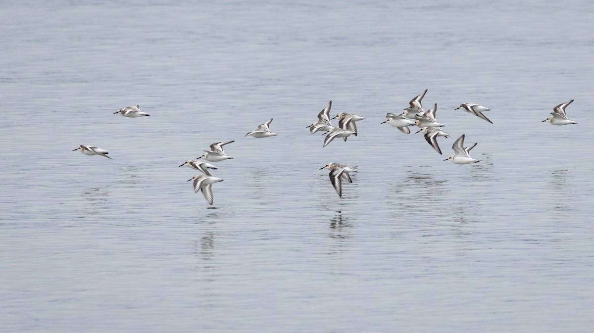 Bécasseau sanderling - ML608768538