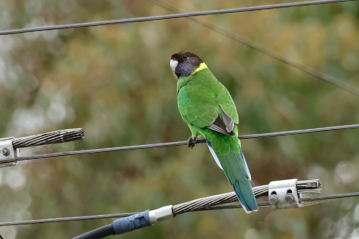 Perico de Port Lincoln - ML608768550