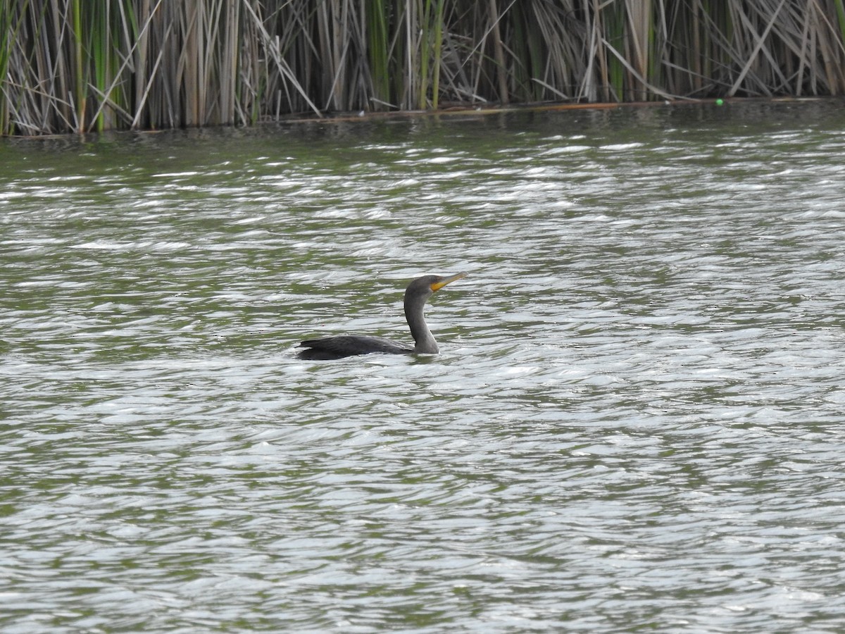 Cormoran à aigrettes - ML608768556