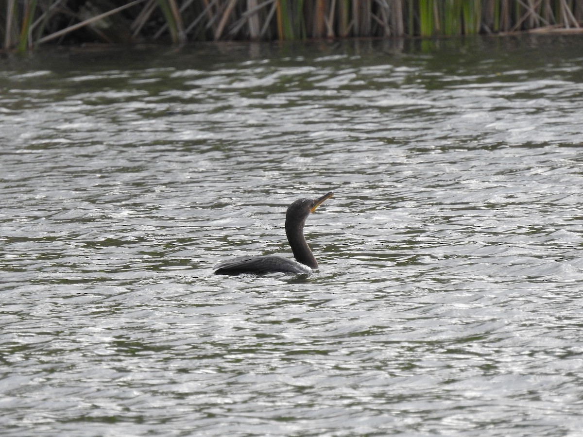 Cormoran à aigrettes - ML608768557