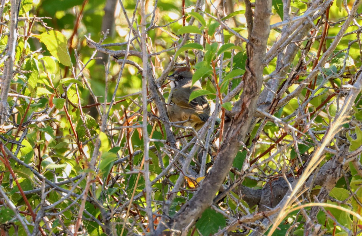 Green-tailed Towhee - ML608768559