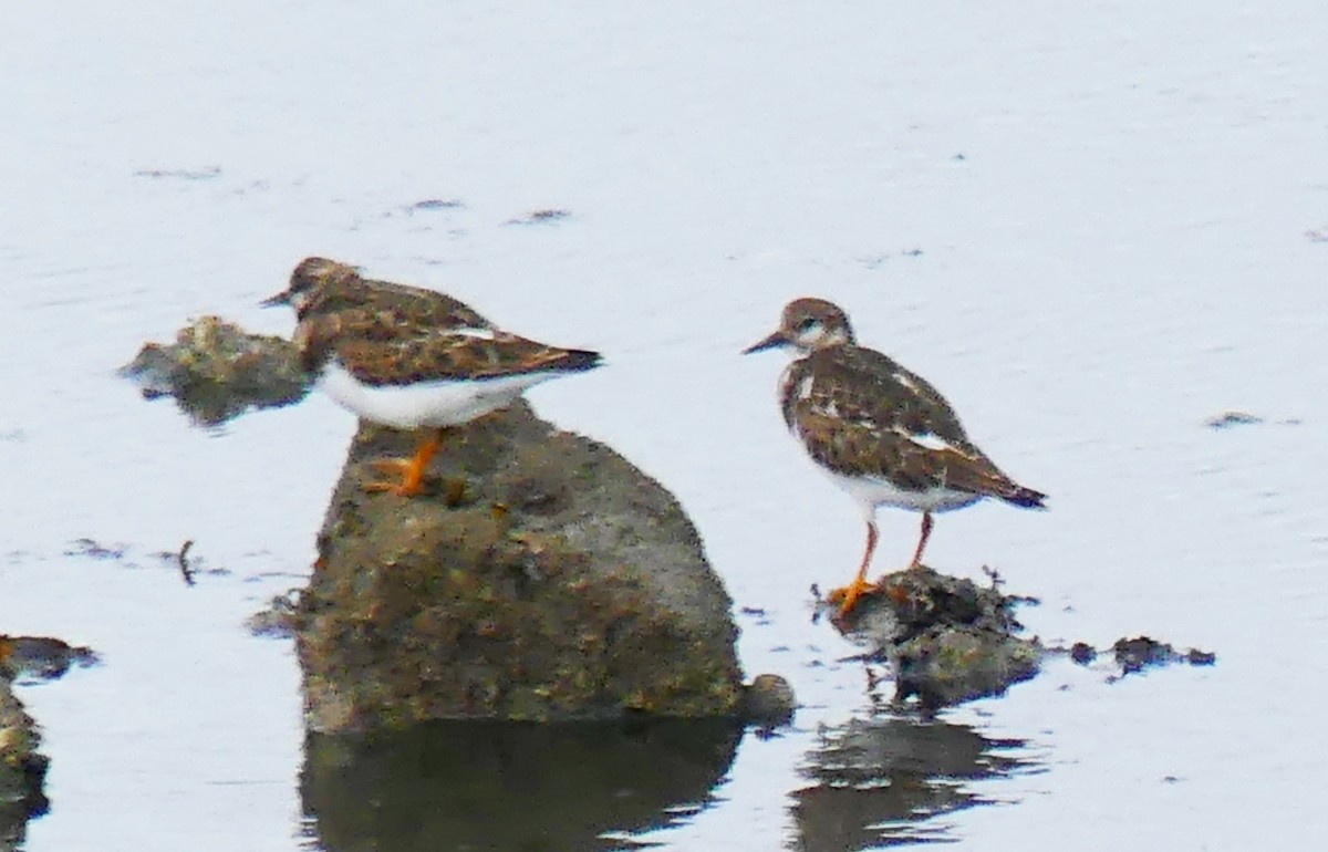 Ruddy Turnstone - ML608768583