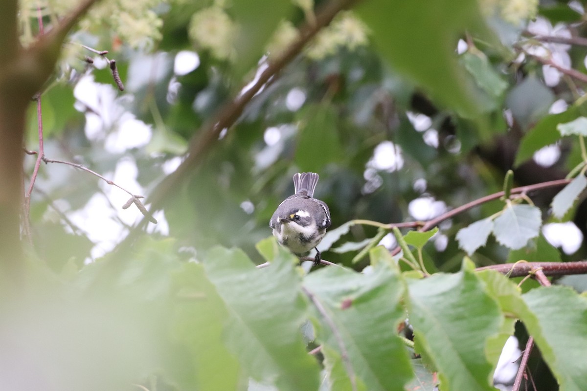 Black-throated Gray Warbler - Steve Rooke