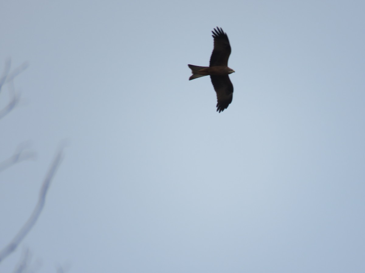 Сохор элээ - ML60876881