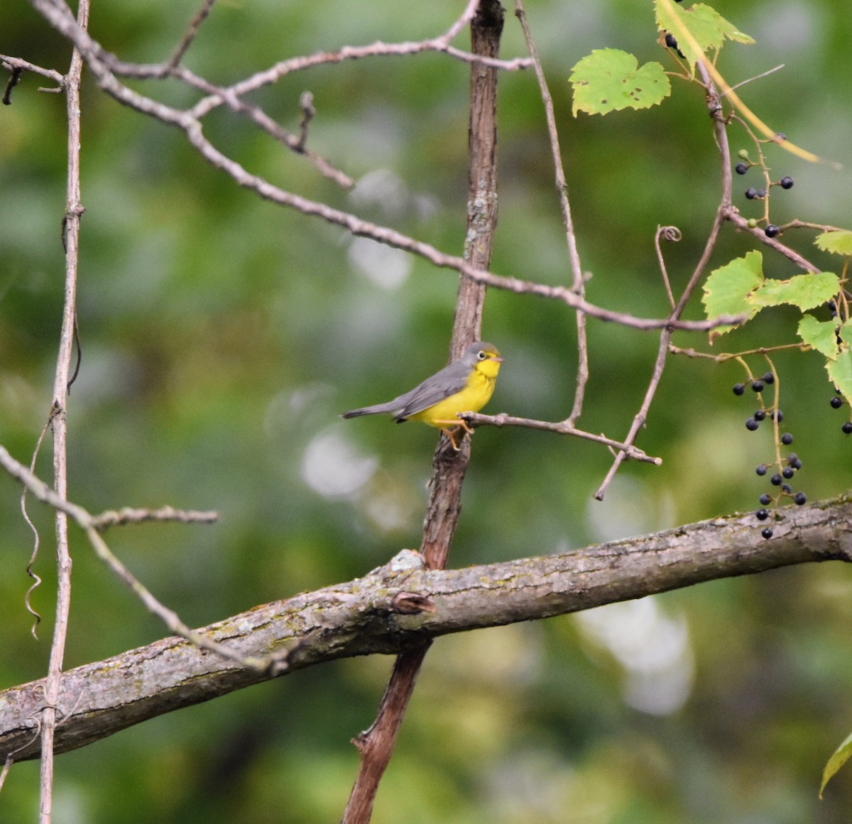 Paruline du Canada - ML608768836