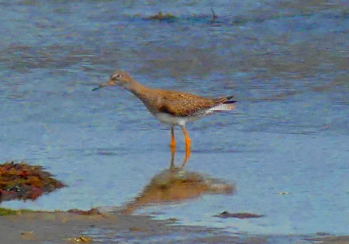 Common Redshank - ML608768855