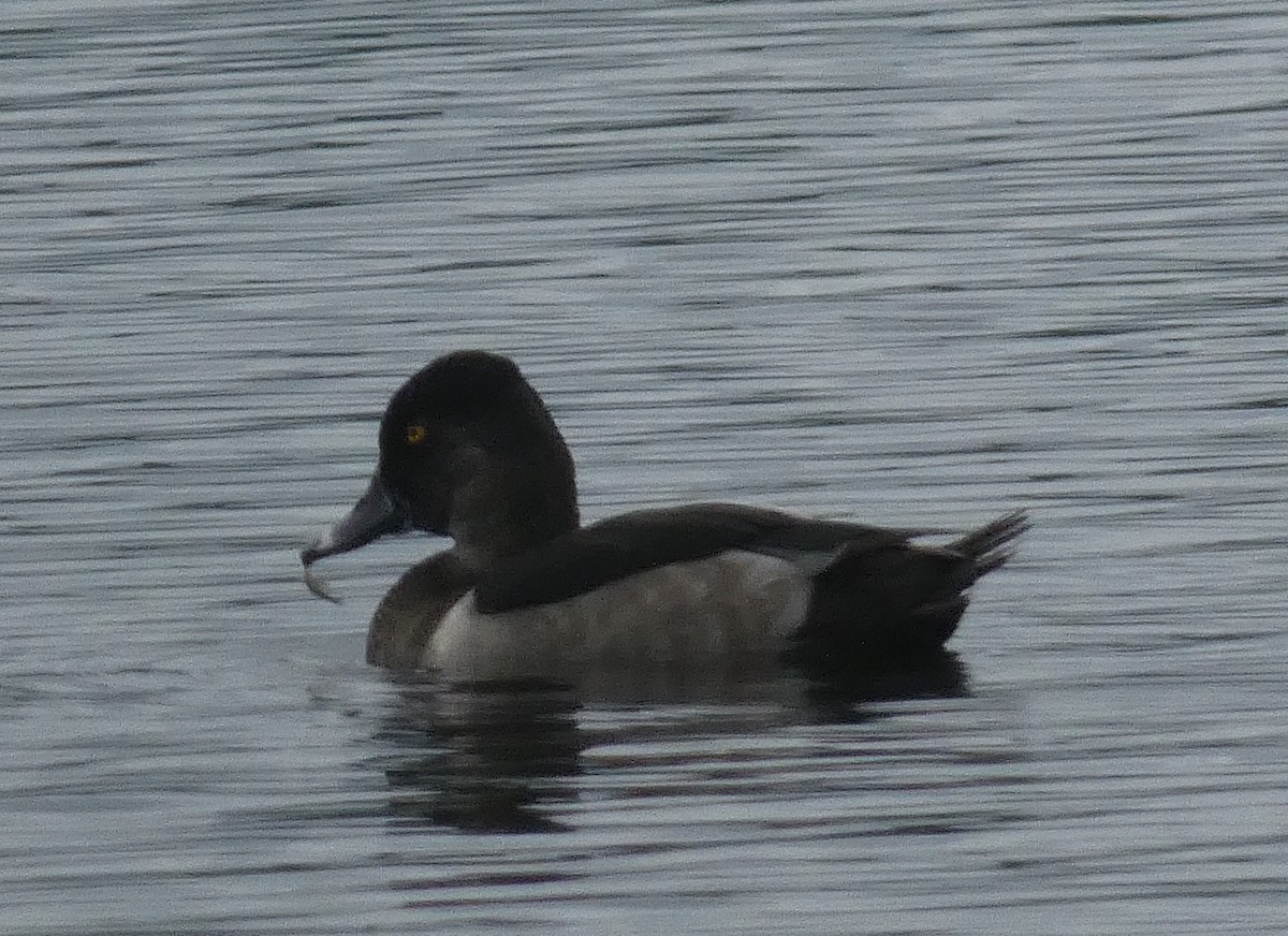 Ring-necked Duck - E. Mitchell