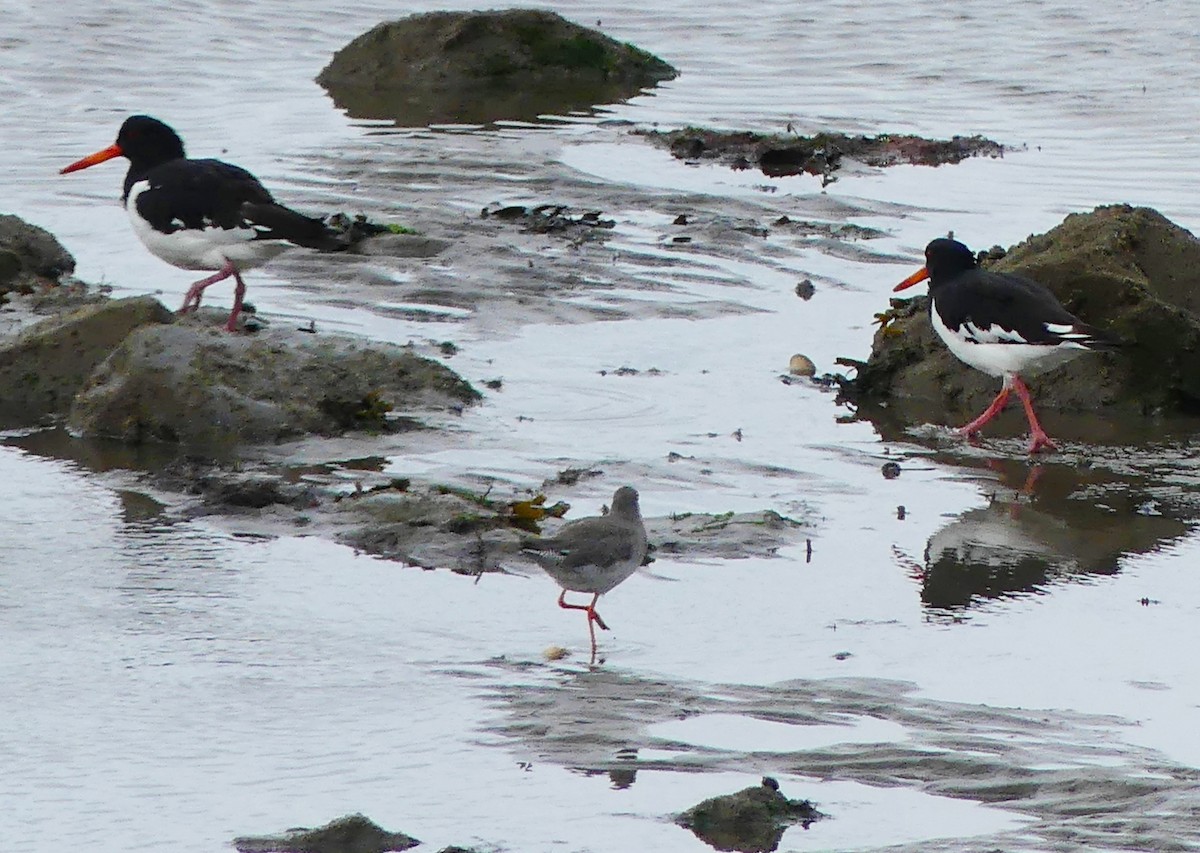 Eurasian Oystercatcher - ML608768974