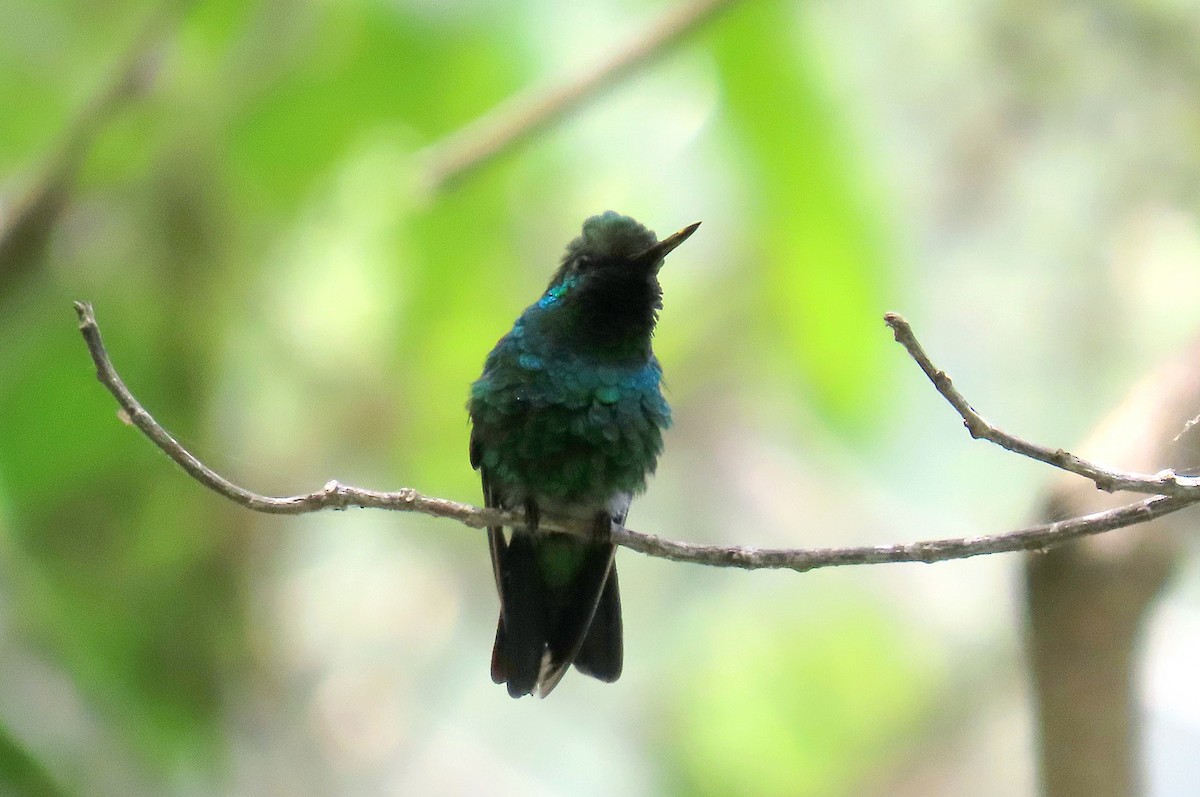 Blue-tailed Emerald - ML608769012