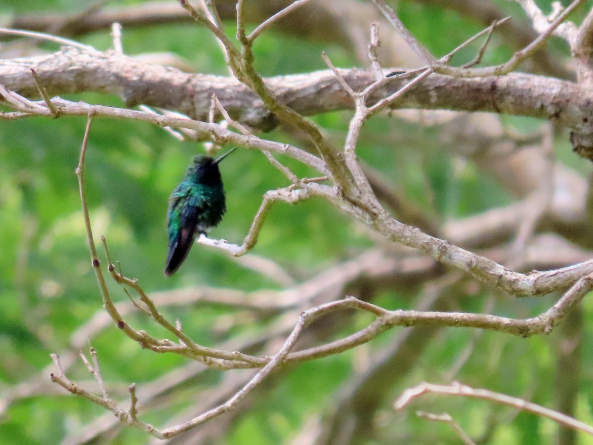 Blue-tailed Emerald - ML608769027