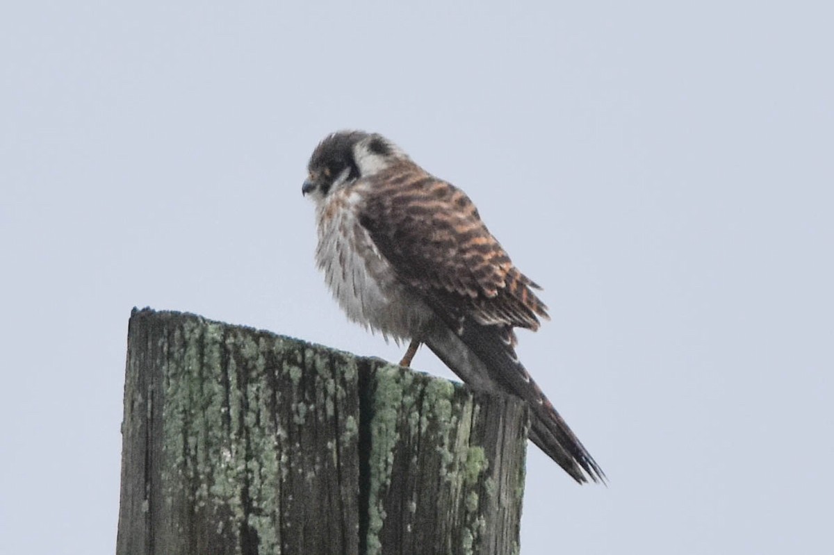 American Kestrel - ML608769103