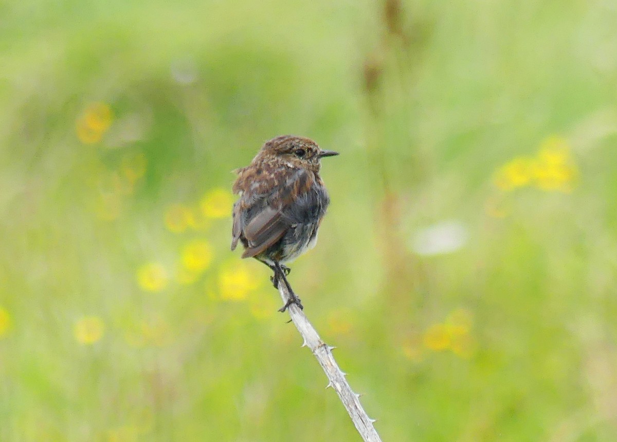 European Stonechat - ML608769117