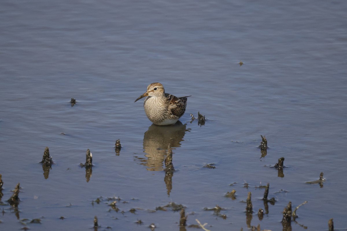 Pectoral Sandpiper - ML608769165