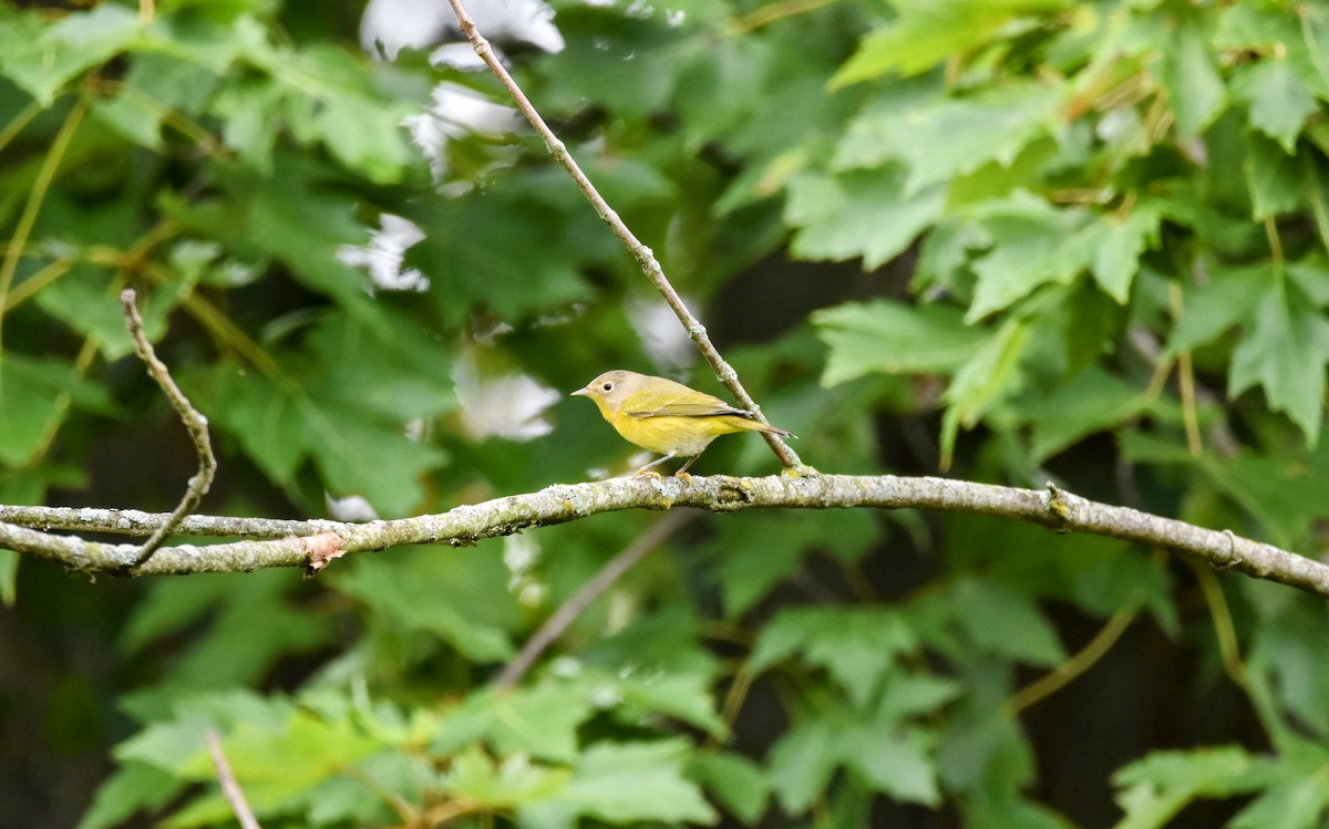 Nashville Warbler - ML608769241