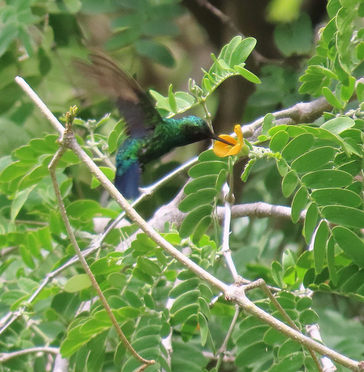 Blue-tailed Emerald - ML608769255