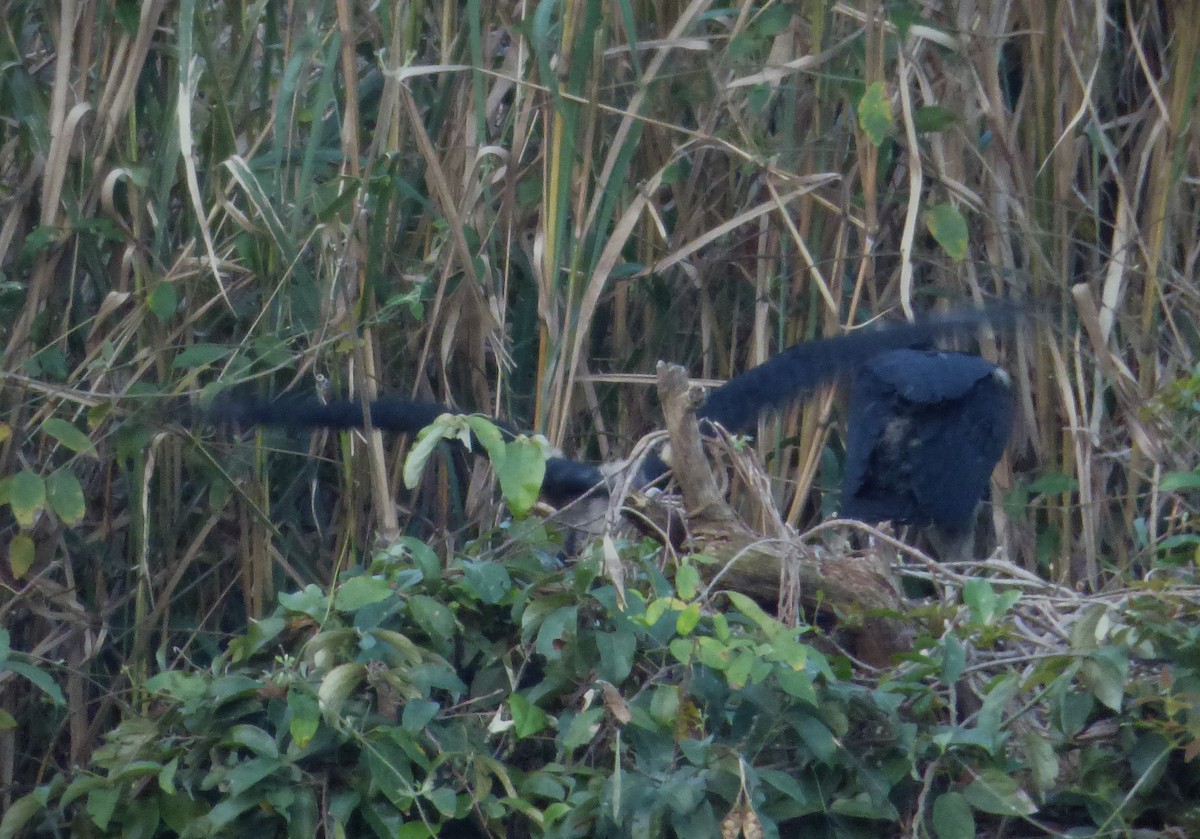 Black Vulture - ML608769324