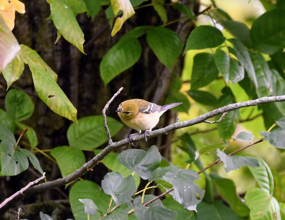 Bay-breasted Warbler - ML608769438