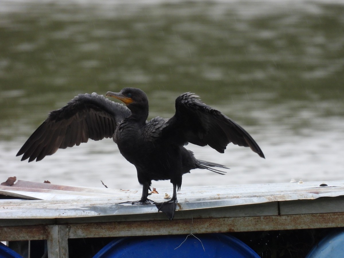 Neotropic Cormorant - ML608769442