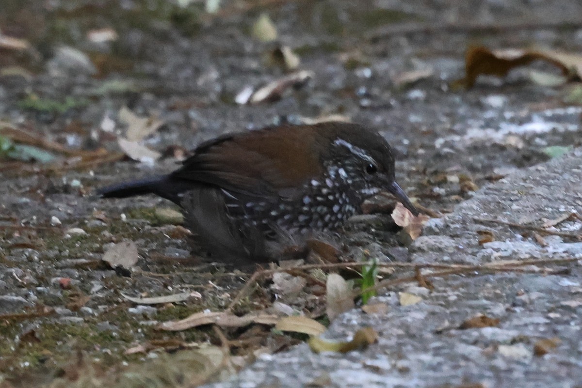 Sharp-tailed Streamcreeper - ML608769443