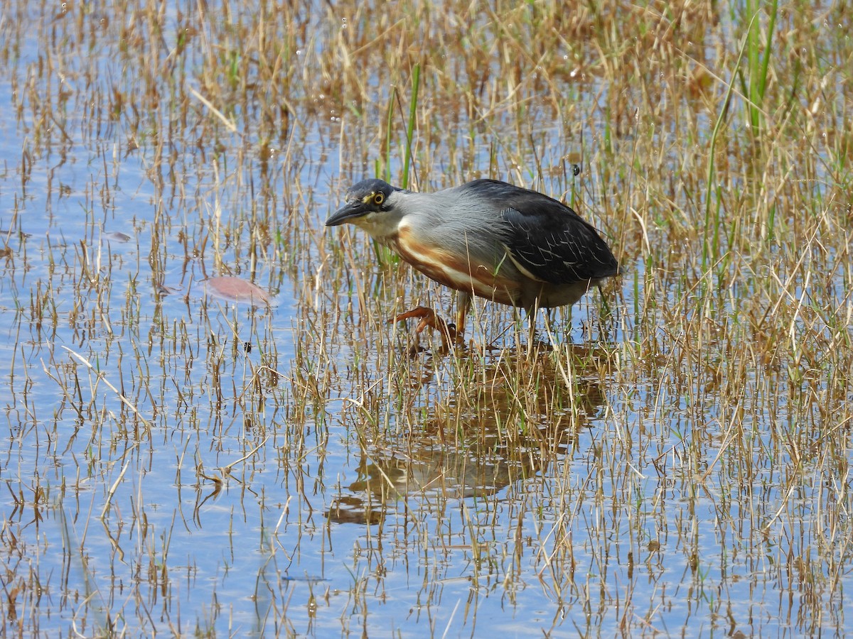 Striated Heron - ML608769463