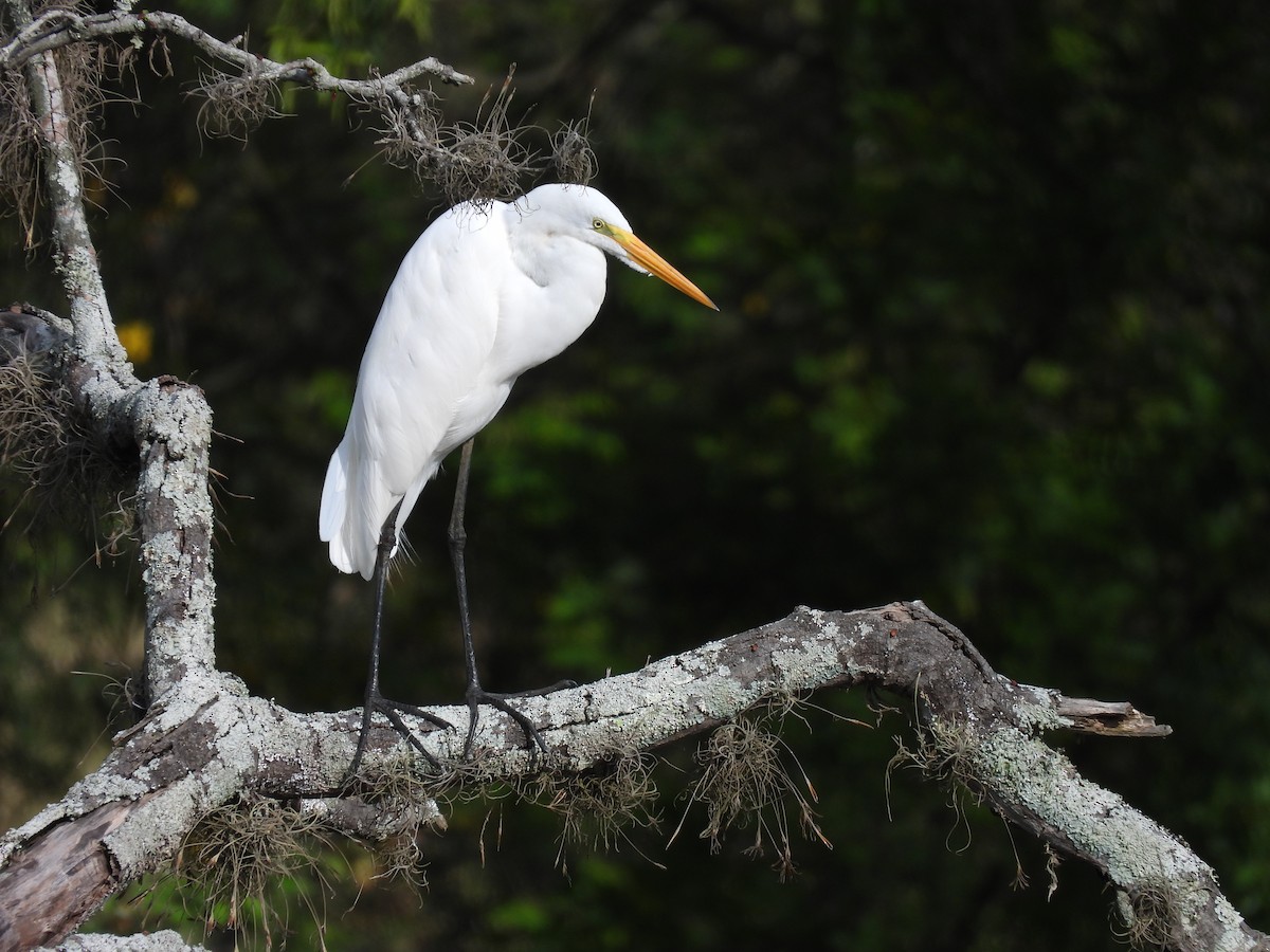 大白鷺 - ML608769508