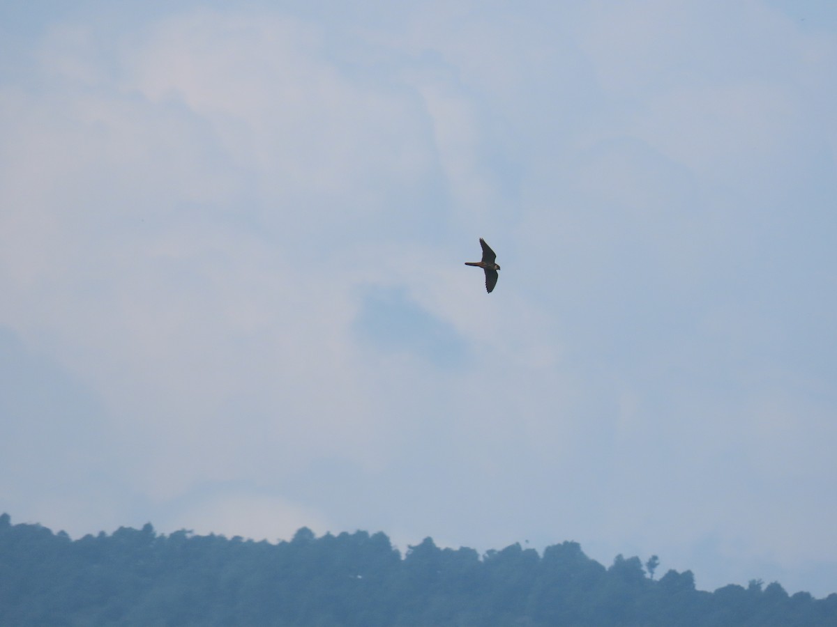 Eurasian Hobby - ML608769526