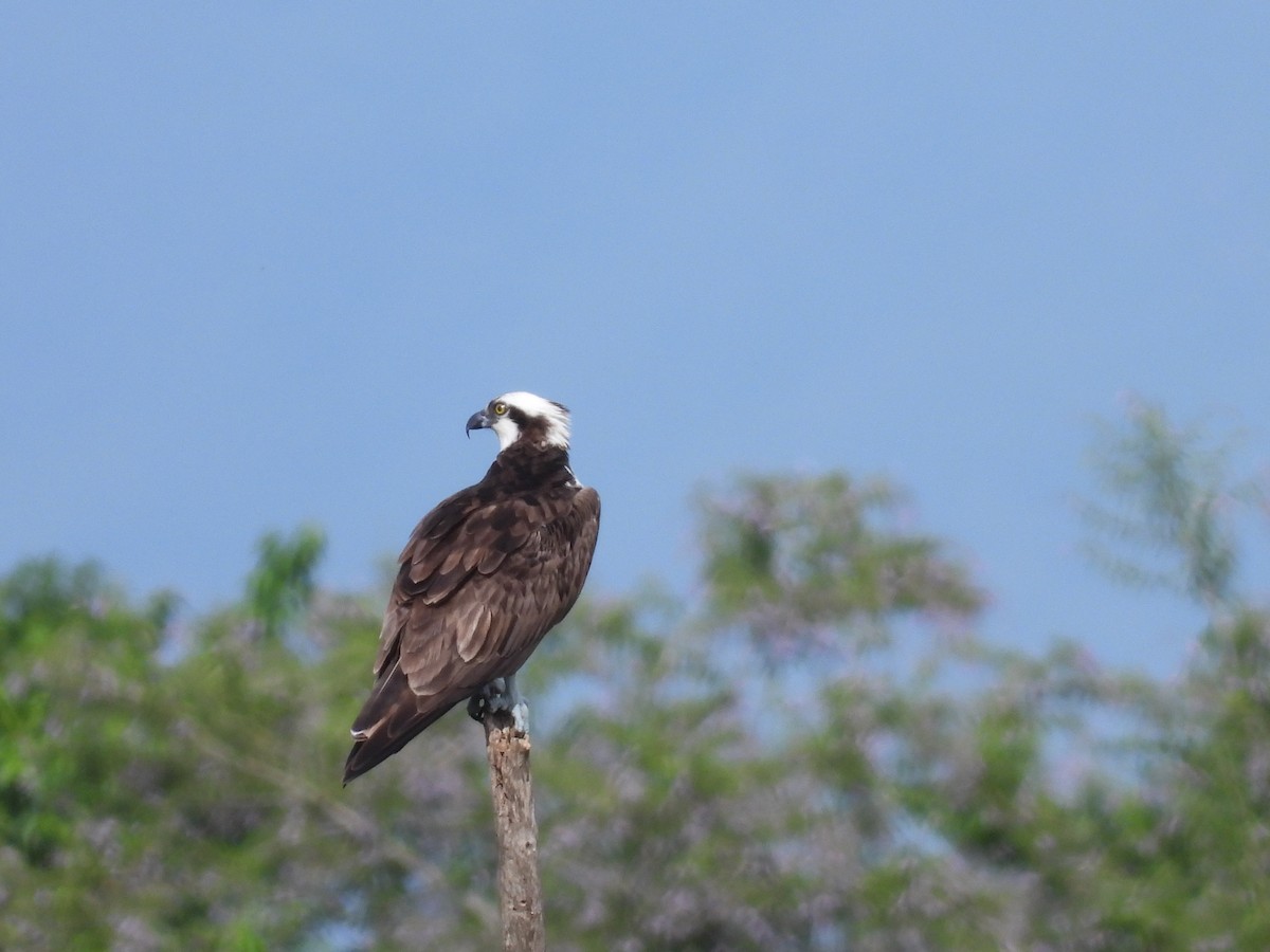 魚鷹 - ML608769527