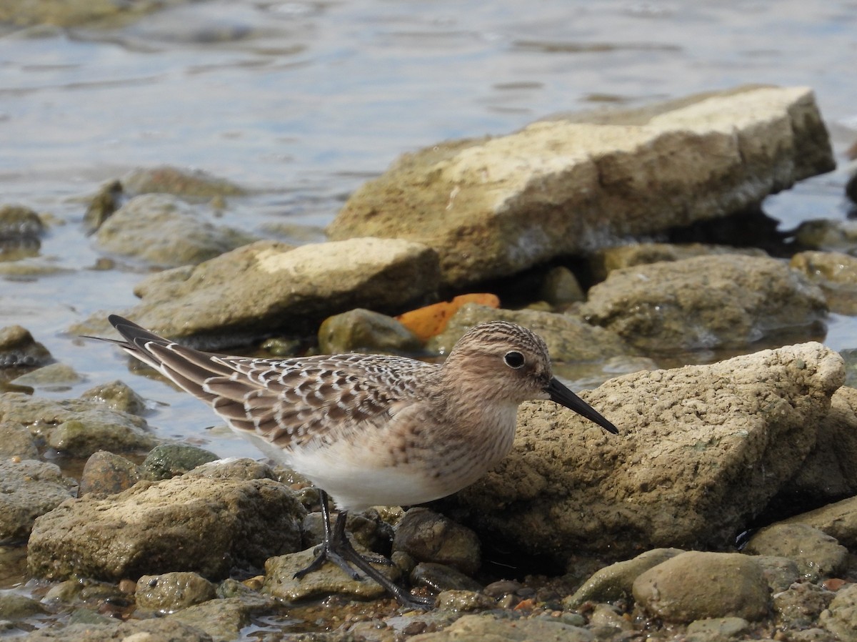 Bairdstrandläufer - ML608769551