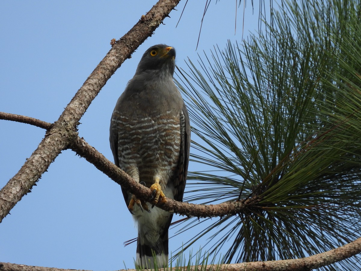 Roadside Hawk - ML608769562