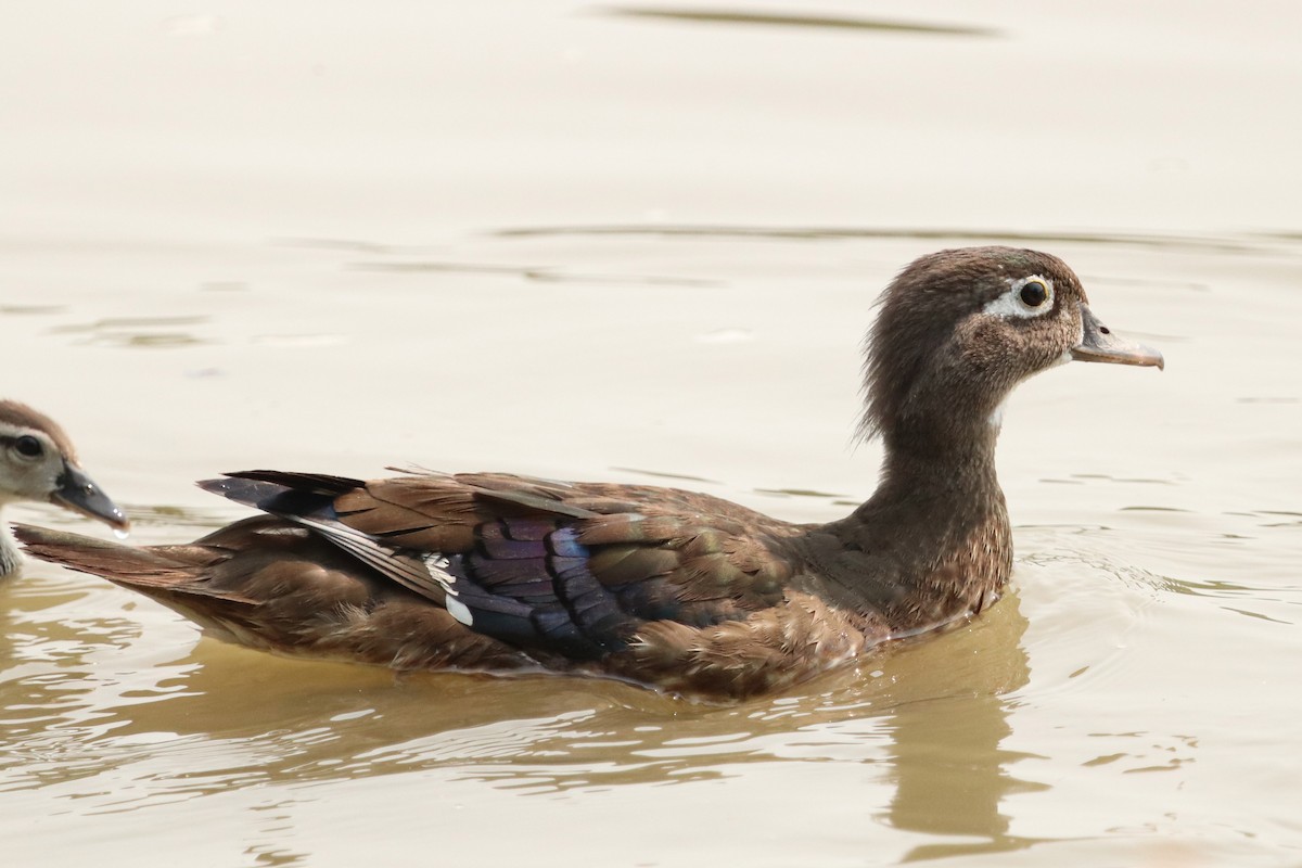 Wood Duck - ML608769585