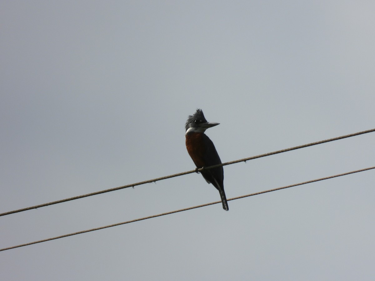 Ringed Kingfisher - ML608769591