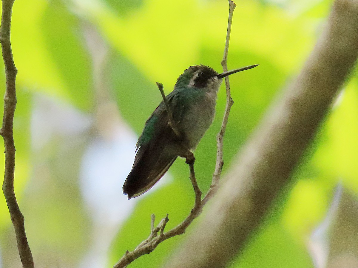 kolibřík modroocasý - ML608769633