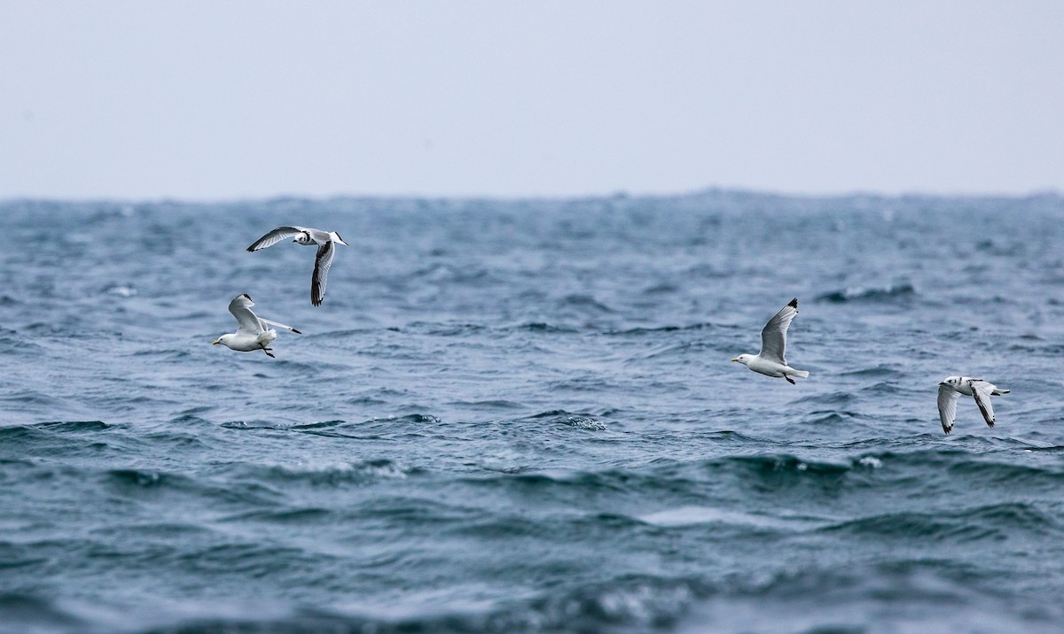 Black-legged Kittiwake - Marcin Dyduch