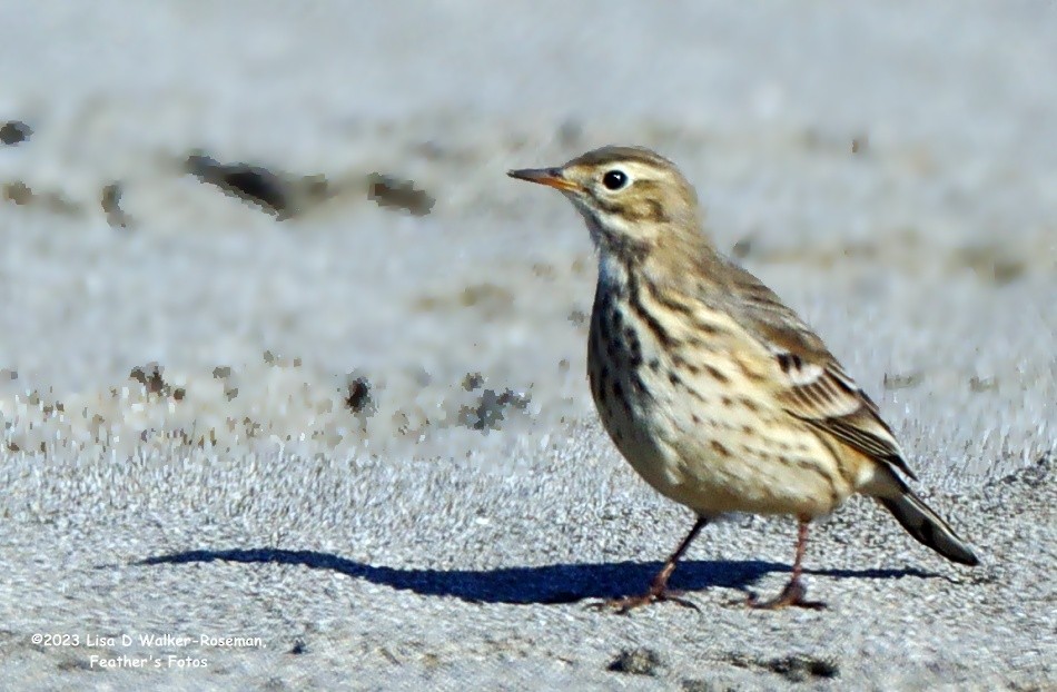 Pipit d'Amérique - ML608769772