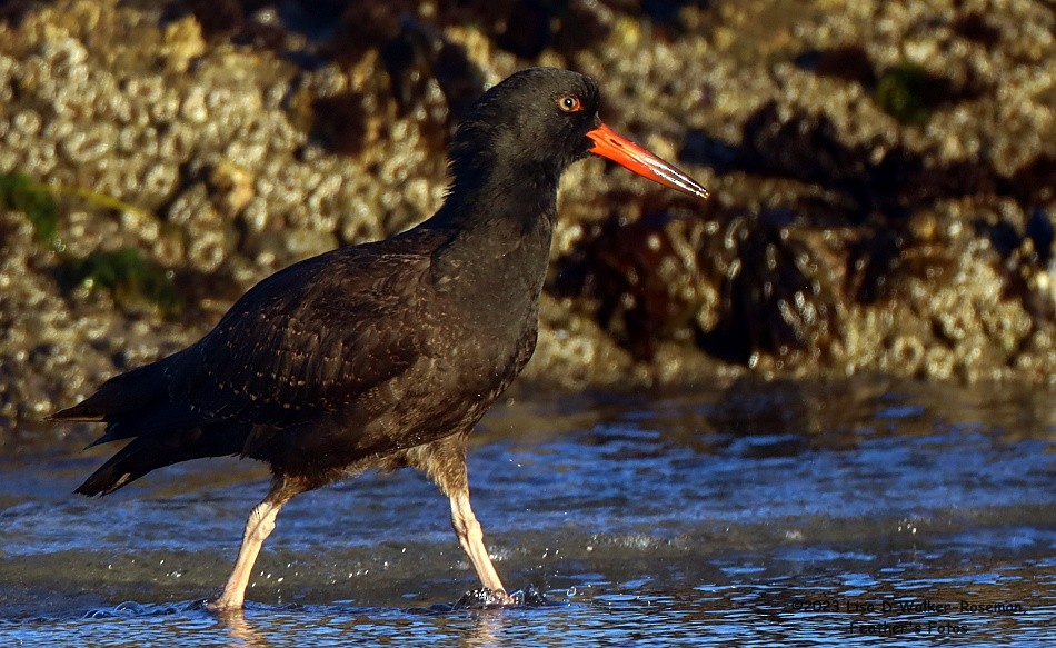 Black Oystercatcher - ML608769799