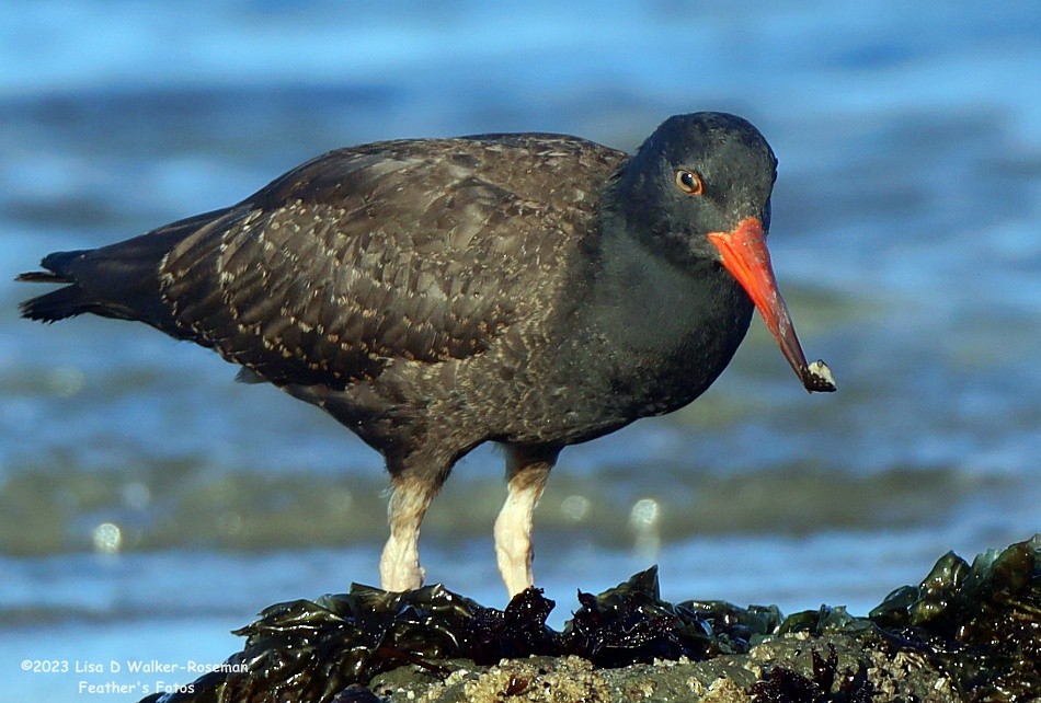 Black Oystercatcher - ML608769800