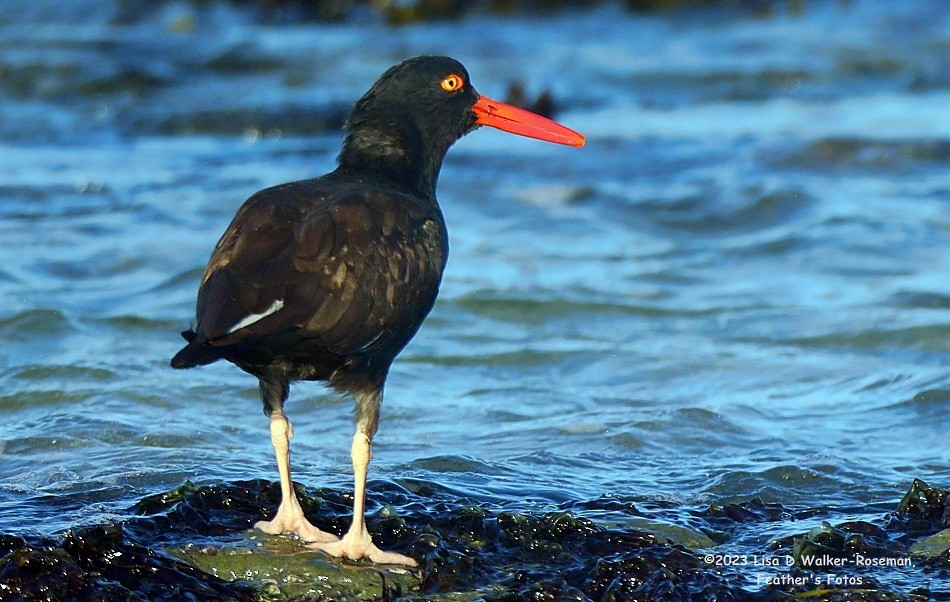 Black Oystercatcher - Lisa Walker-Roseman