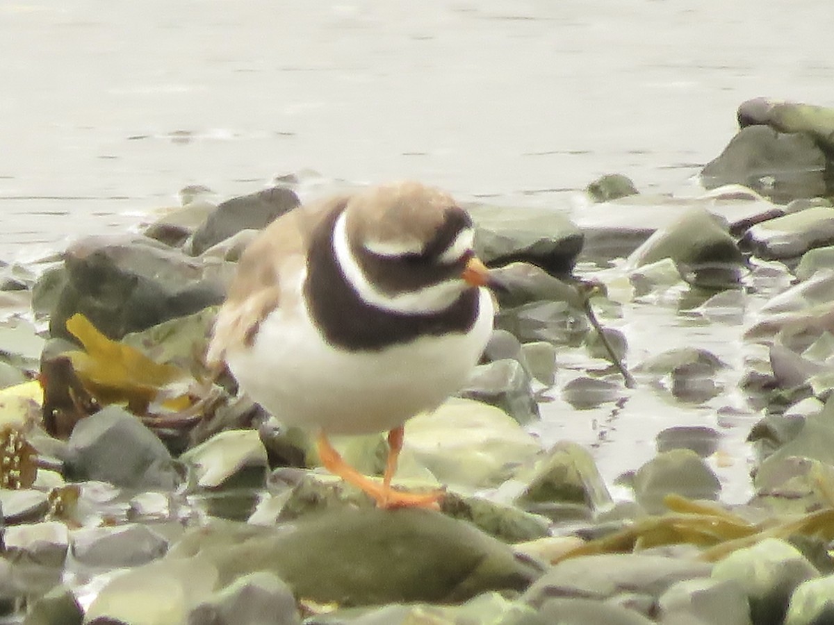 Common Ringed Plover - ML608769802