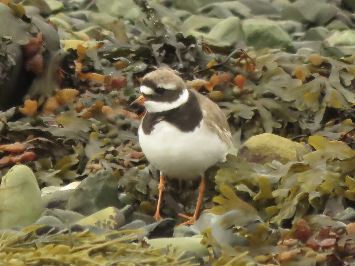Common Ringed Plover - ML608769803