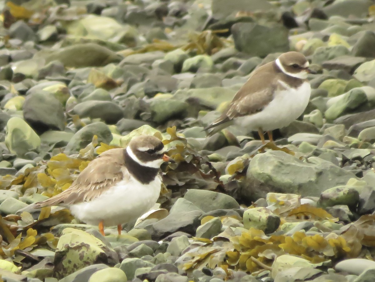 Common Ringed Plover - ML608769804