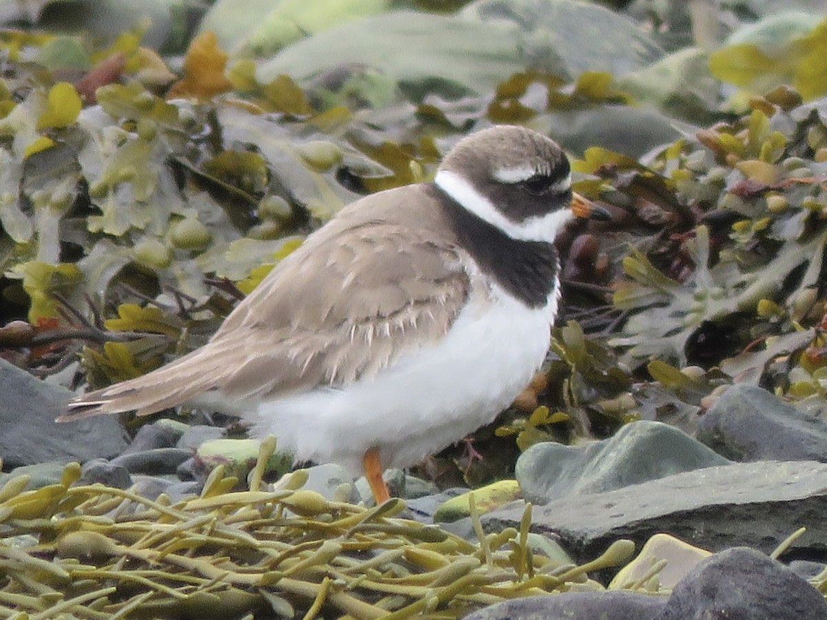 Common Ringed Plover - ML608769805
