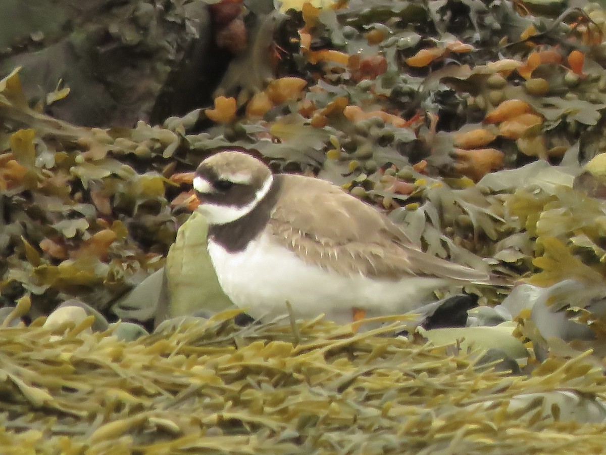 Common Ringed Plover - ML608769806