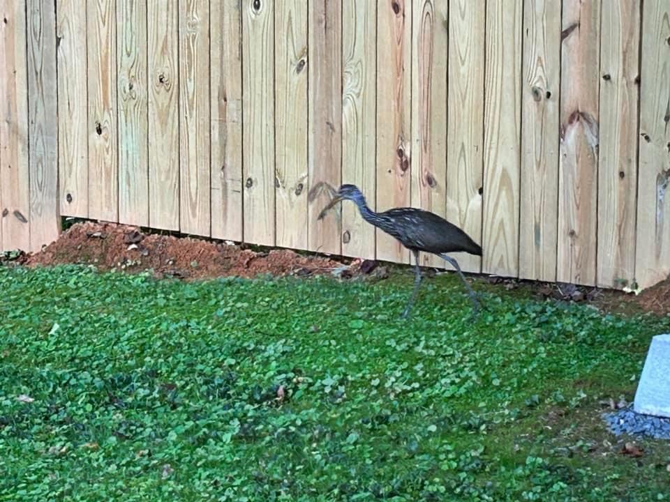 Limpkin - Tennessee Rare Bird Records