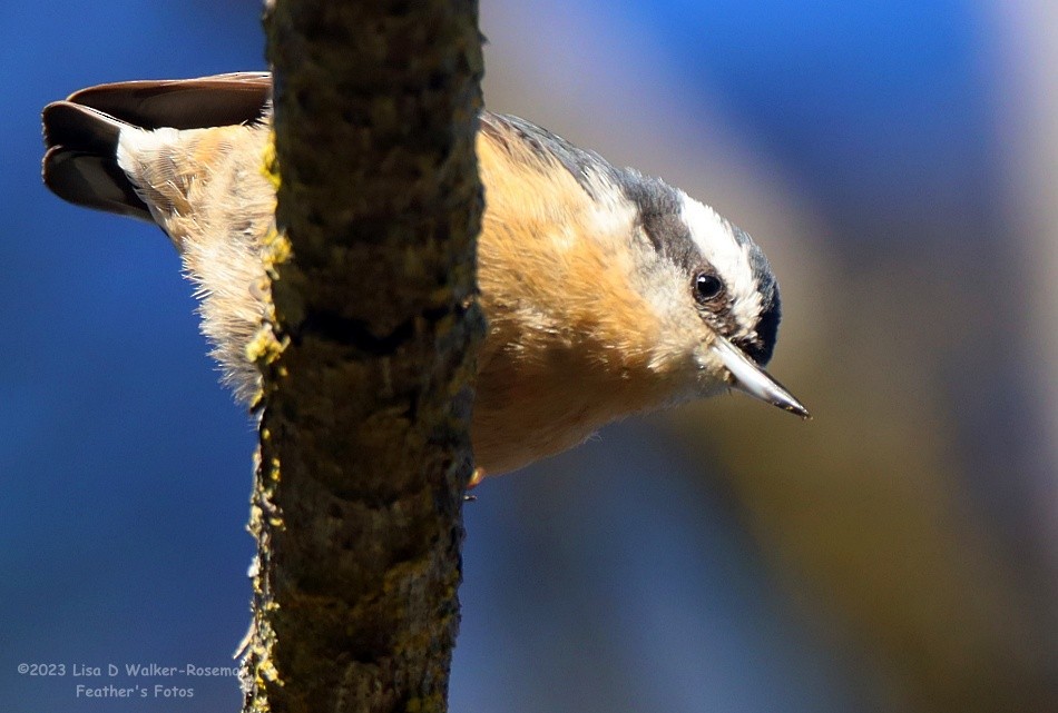 Red-breasted Nuthatch - ML608769876