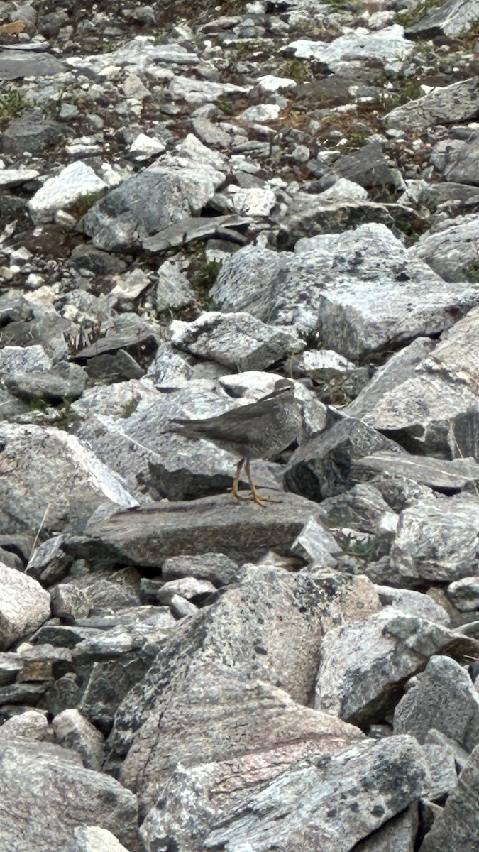 Wandering Tattler - ML608769928