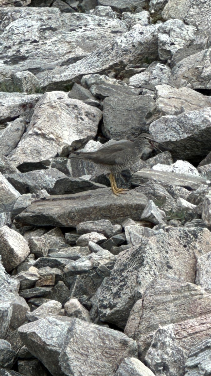 Wandering Tattler - Jeff Wagner