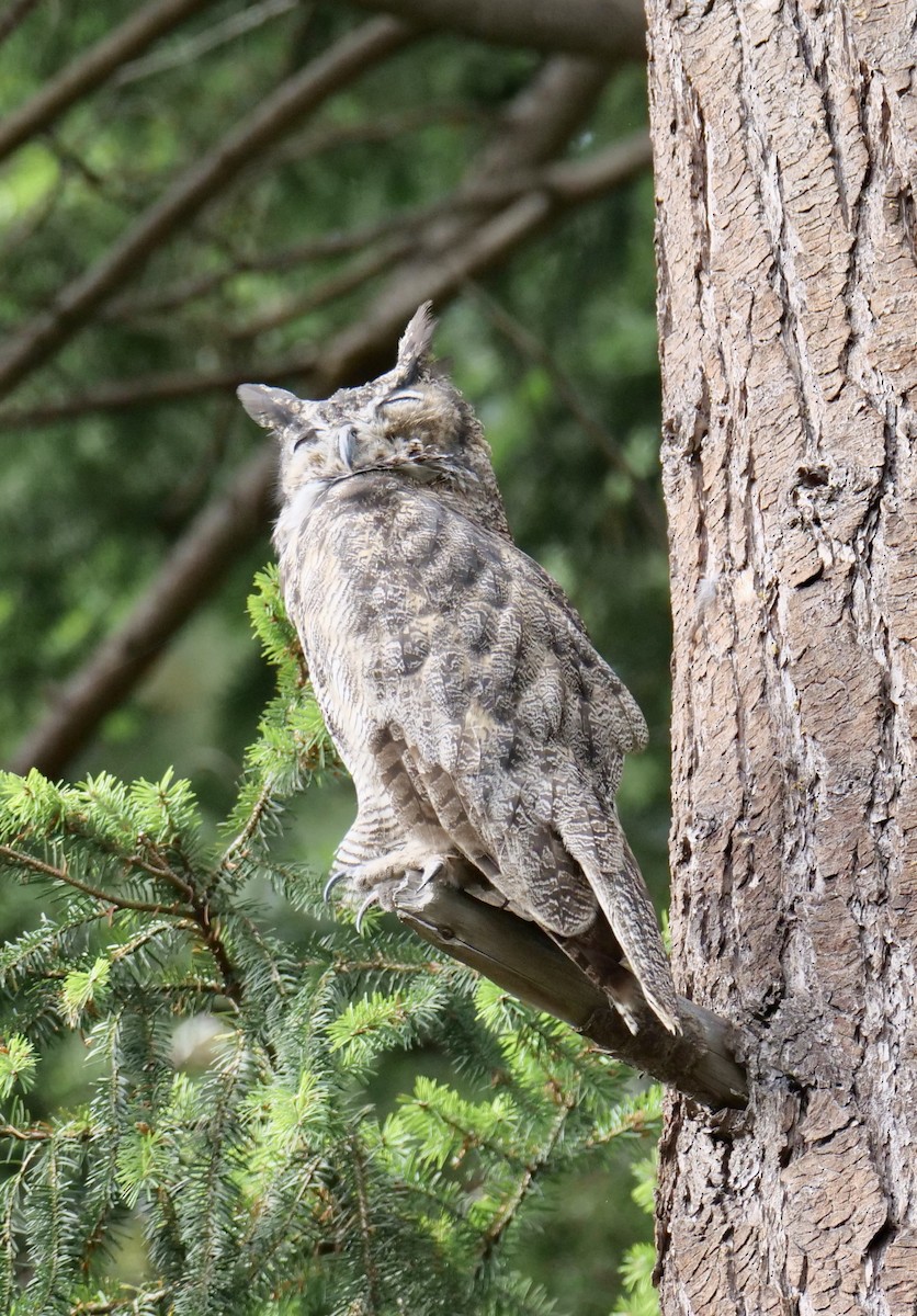 Great Horned Owl - ML608769949