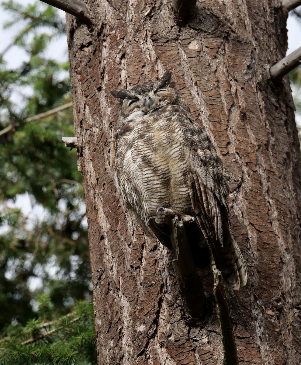 Great Horned Owl - ML608769950